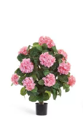 Гортензия куст Макси розовый в горшке