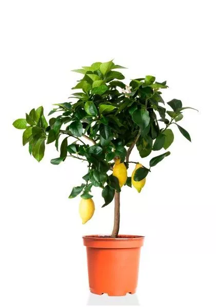 Цитрус Лимон 21/80 см