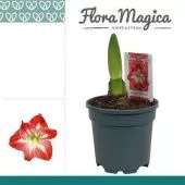 Гиппеаструм Exotic Striped Flora Magica 1 ствол d13 см h25 см тип 2