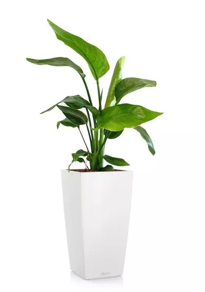 Стрелиция Николай 17/60 см в CUBICO COLOR 22