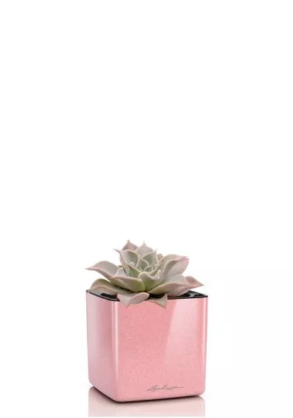 Эхеверия Мадиба 12/16 см в CUBE GLOSSY KISS 14