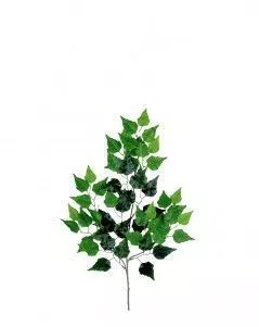 Ветка берёзы