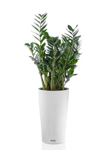 Замиокулькас 24/100 в CILINDRO 32