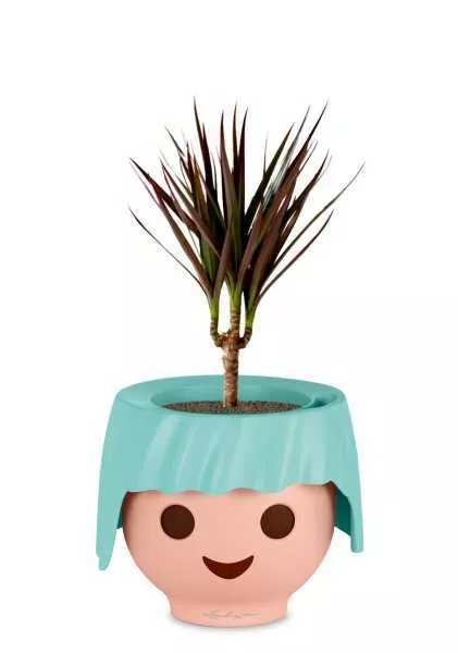 Драцена Маргината Маджента 1 ствол 12/40 см в OJO