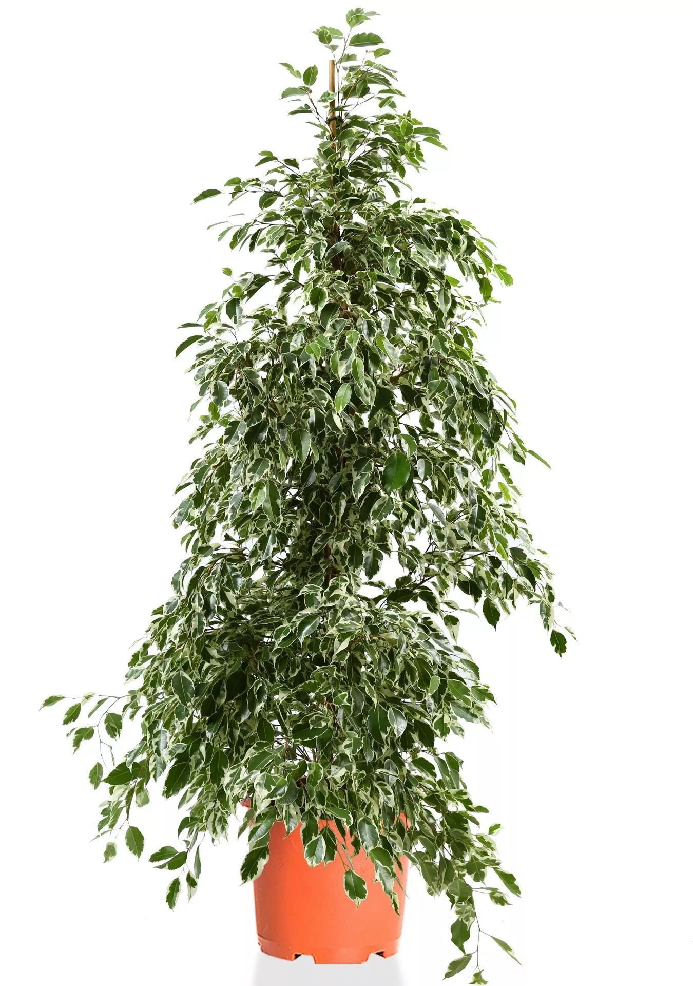 Фикус Бенджамина Голден Кинг пирамида 30/170 см