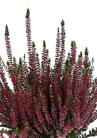 Вереск (Эрика) бордовый в OJO