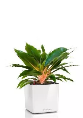 Хлорофитум Фаер Флеш в CUBE GLOSSY 14, белый блестящий