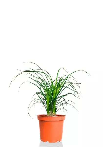 Нолина 3 луковицы 12/30 см