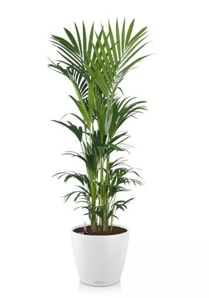 Ховея Кентия 31/220 в CLASSICO LS 50