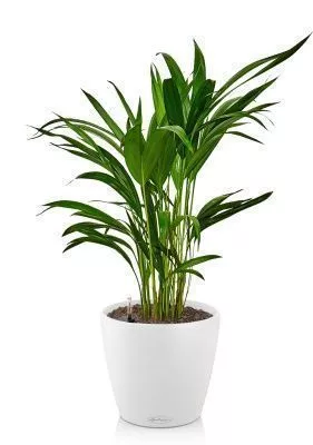 Хризалидокарпус в CLASSICO COLOR 18, белый