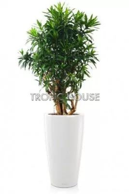 Драцена Песнь Ямайке RONDO 40/180 см, белый блестящий