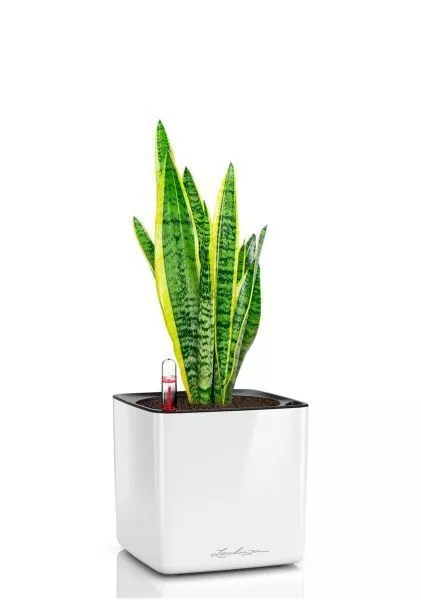 Сансевиерия Лауренти 14/45 см в CUBE GLOSSY 16