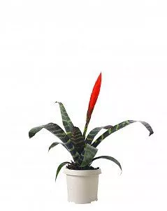 Вриезия тигровая Спленрит 12/35 см