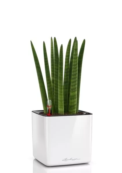 Сансевиерия Цилиндрика Спагетти 12/40 см в CUBE GLOSSY 14