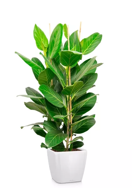 Фикус Бенгальский Андрей 3 ствола 27/120 см в QUADRO LS 35