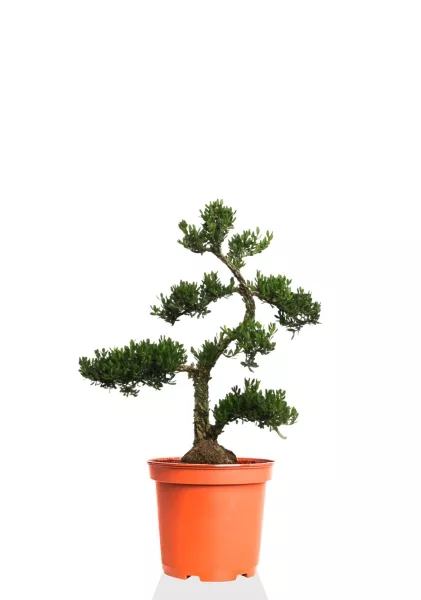 Бонсай Самшит 22/50 см