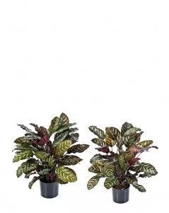 Калатея крупнолистная зелёно-бордовая в горшке