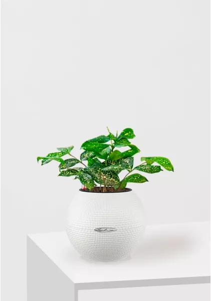 Драцена Суркулоза в PURO 20