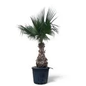 Вашингтония d55 см h250 см