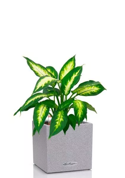 Диффенбахия Камилла 12/40 см в CANTO STONE 14