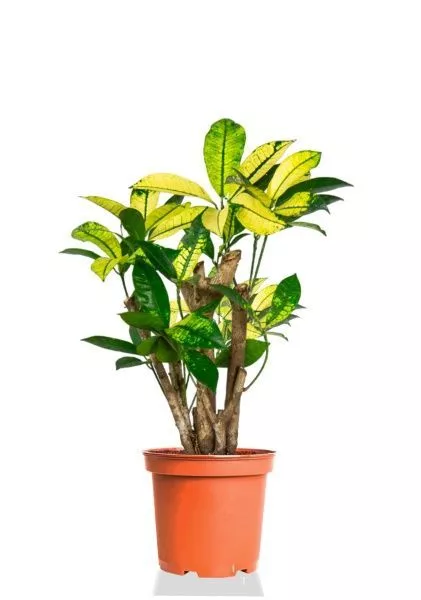 Кротон Миссис Айстон 12/40 см