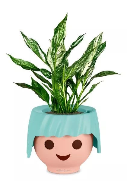 Спатифиллум вариегатный (без соцветий) 12/40 см в OJO