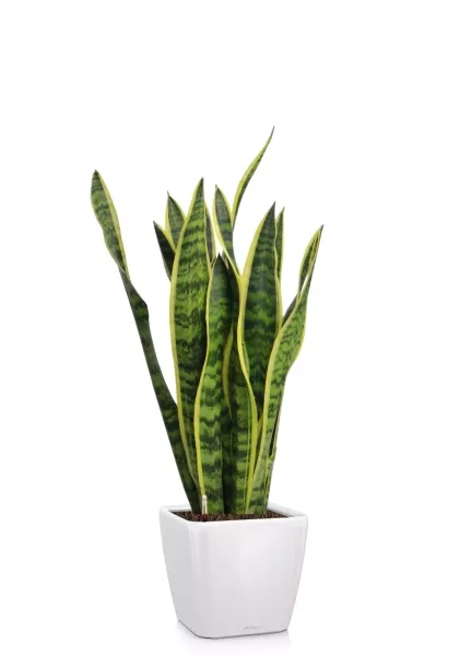 Сансевиерия Лауренти 17/60 см в QUADRO LS 21