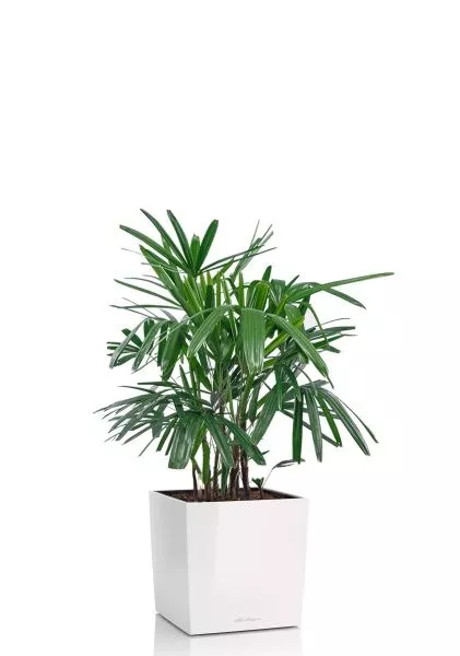 Рапис 21/90 см в CUBE 30