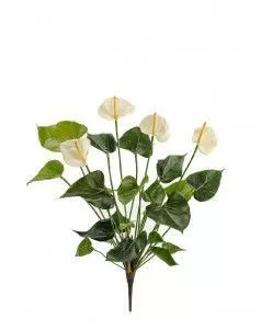 Антуриум куст Де Люкс кремовый