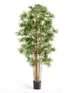 Бамбук Новый Японский