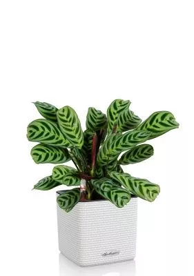 Ктенанта Бурле в CUBE 14, белый