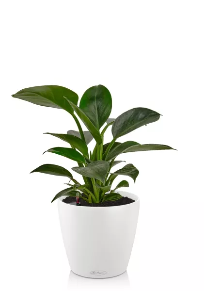 Филодендрон Грин Принцесс 14/45 см в CLASSICO 18