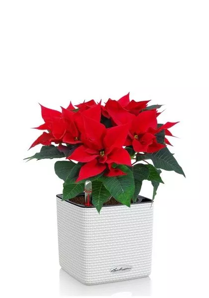 Пуансеттия 12/40 см в CUBE COLOR 16