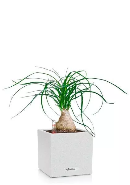 Нолина на стволе 12/35 в CANTO STONE 14