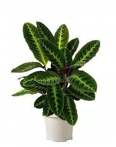 Калатея Варшевича 19/65 см