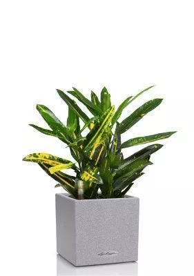 Кротон Санни в CANTO STONE 14, серый камень