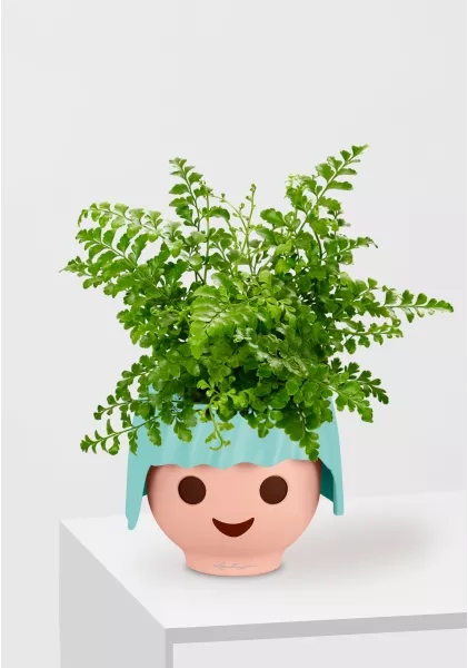 Папоротник Парвати 12/25 см в OJO