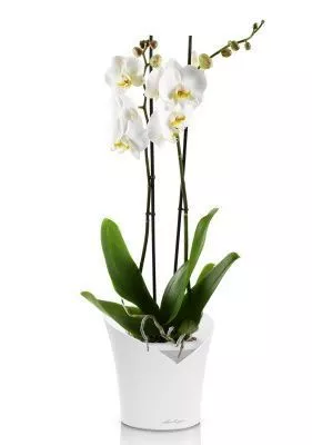 Фаленопсис Кэмбридж в ORCHIDEA 18, белый матовый