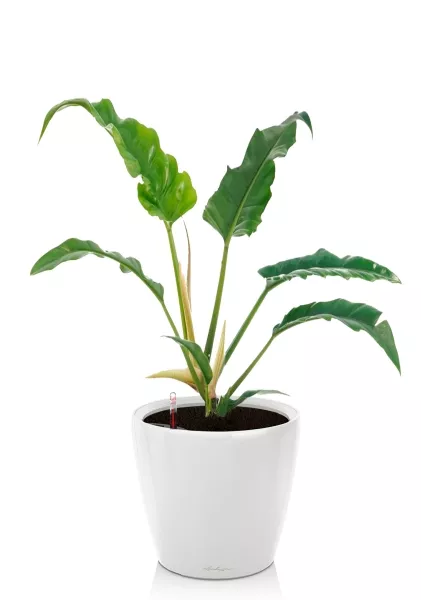 Филодендрон Нарроу 19/55 см в CLASSICO LS 28