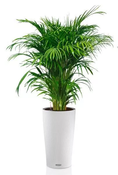 Хризалидокарпус Арека 24/160 см в CILINDRO 32