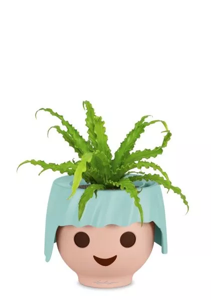 Асплениум Антикум Осака в OJO