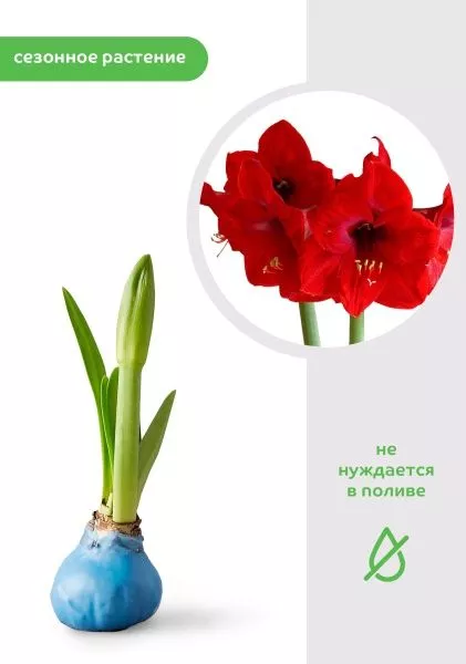 Амариллис луковичный в прополисе, красный