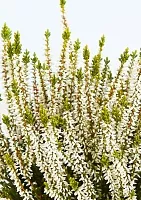 Вереск (Эрика) белый в CUBE GLOSSY KISS 14