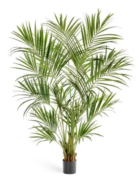 Пальма Кентия (Ховея) де Люкс 225 см