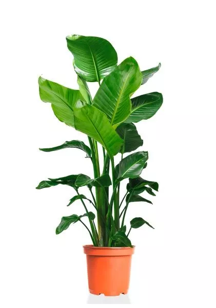 Стрелиция Николай 27/160 см