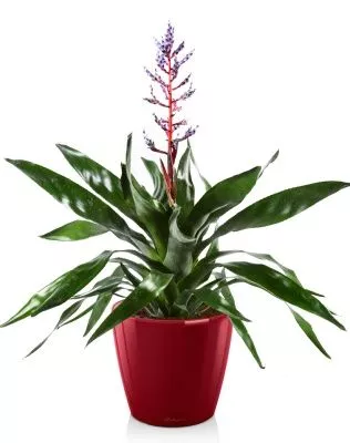 Эхмея БлюРейн в CLASSICO LS 21, ярко-красный блестящий