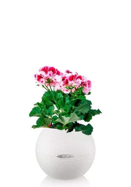 Пеларгония Грандифлора 12/25 см в PURO 20