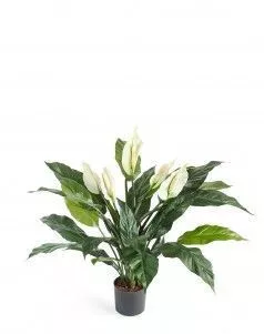 Спатифиллум в горшке