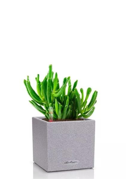 Крассула Хоббит 12/20 см в CANTO STONE 14