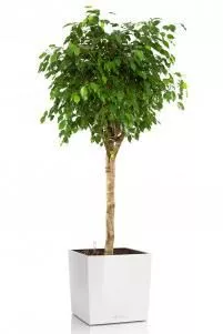 Фикус Бенджамина в CUBE 50